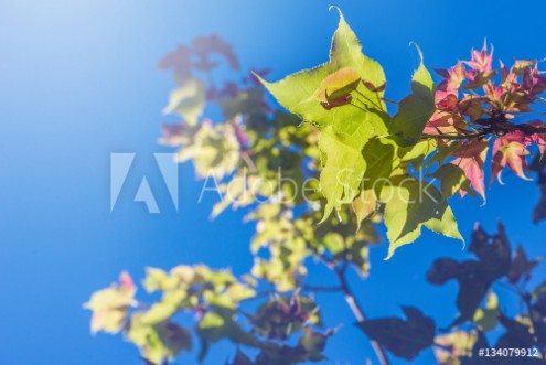 Bild på Background nature Natural maple leaves background